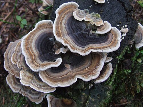 Polypore mushroom, Elise Biopharma