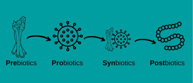 Probiotics and Synbiotics green infographic