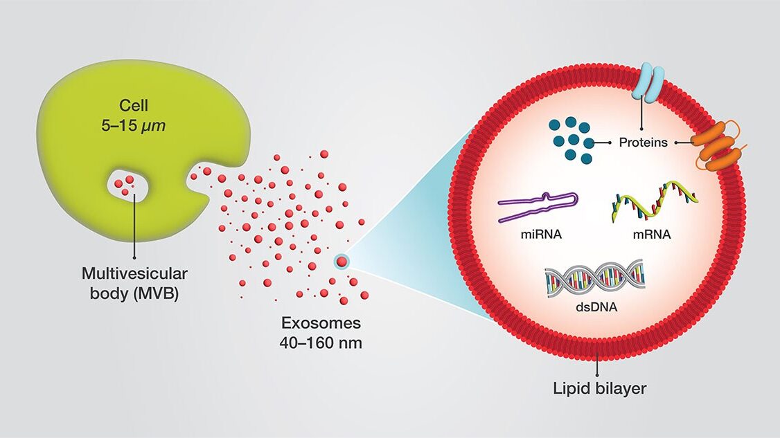 Exosomes, cells, lipid bilayer graphic