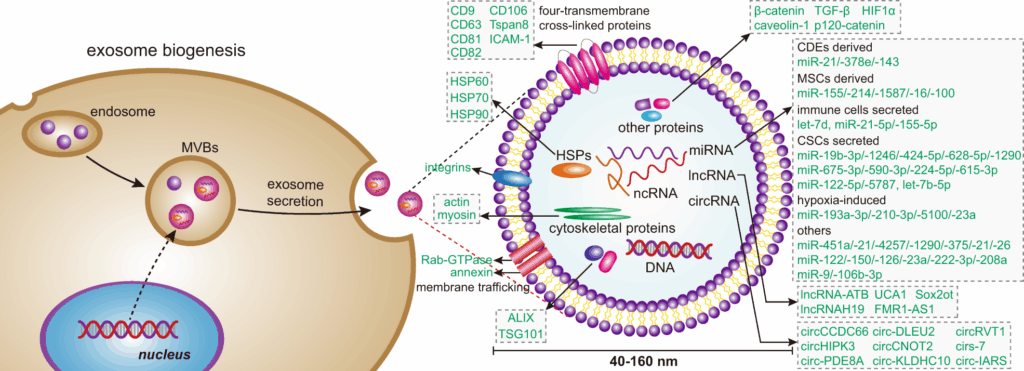 Exosomes Biogenesis CDMO image