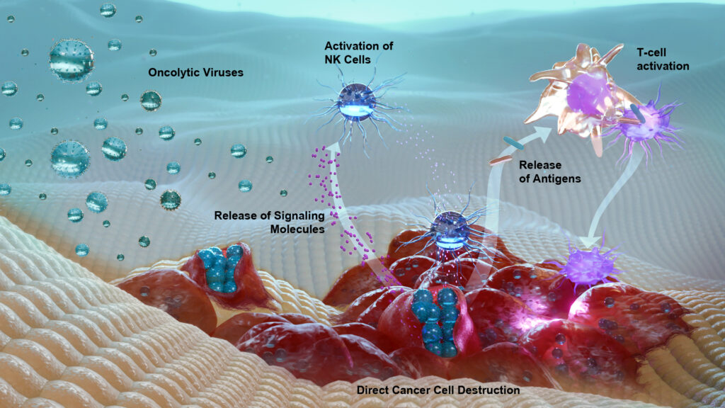 Oncolytic viruses and NK cells graphic