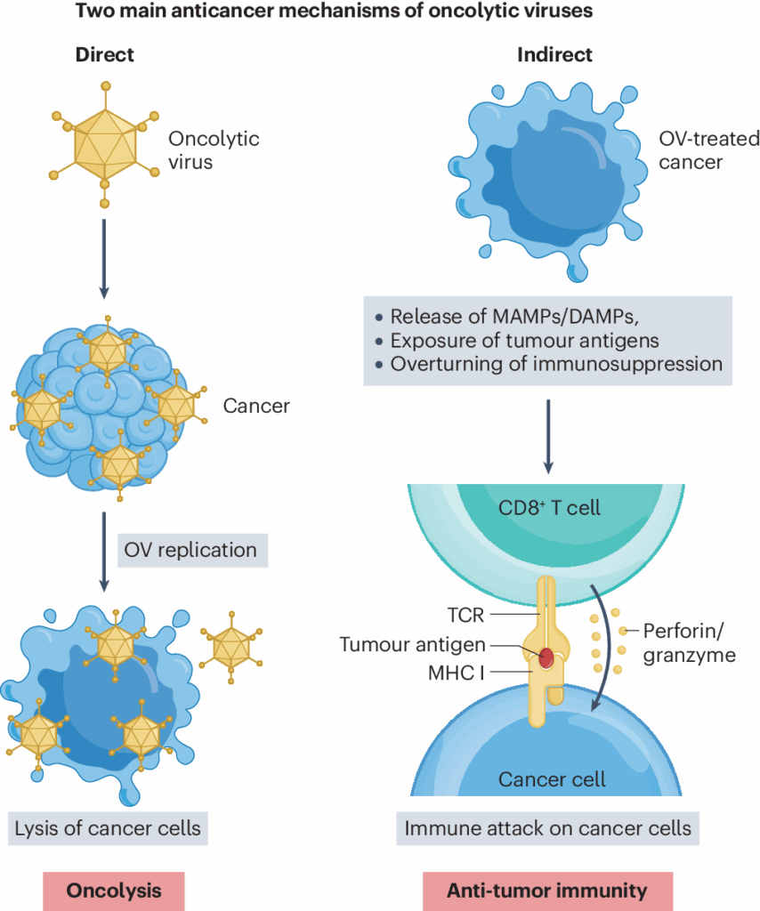 Anticancer mechanisms of oncolytic viruses img
