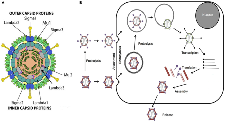 Reovirus graphic
