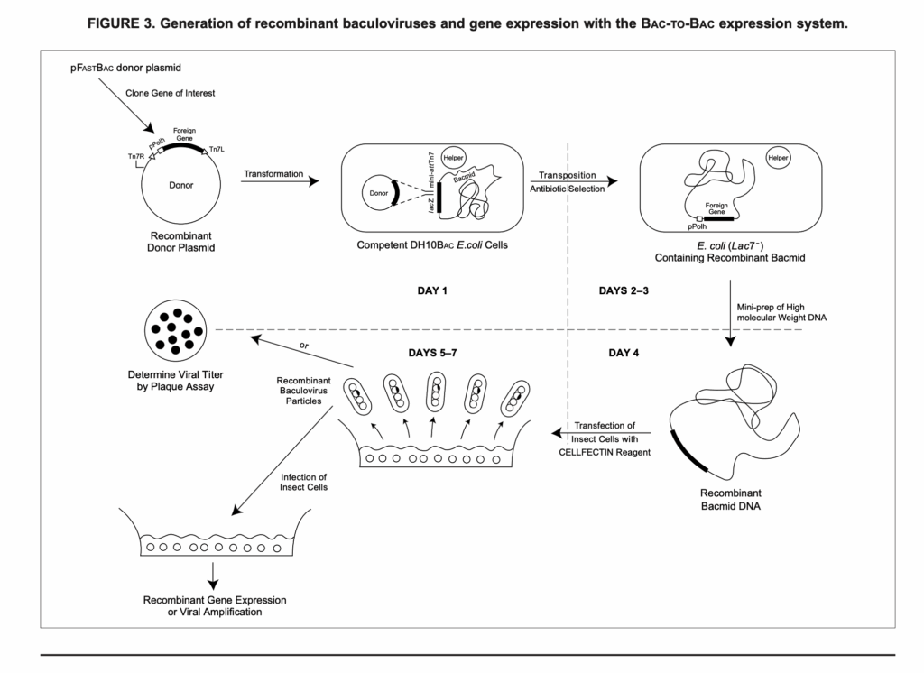 Generation of recombinant baculoviruses and gene expression with the BAC-TO-BAC expression system, Elise Biopharma 