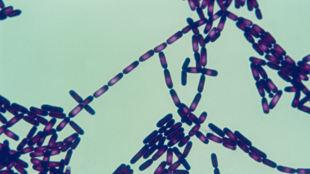 Bacillus spp graphic, Elise biopharma