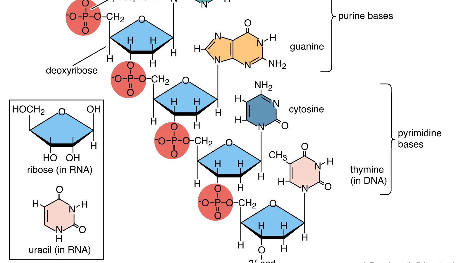 Nucleic Acid graphic, Elise Biopharma