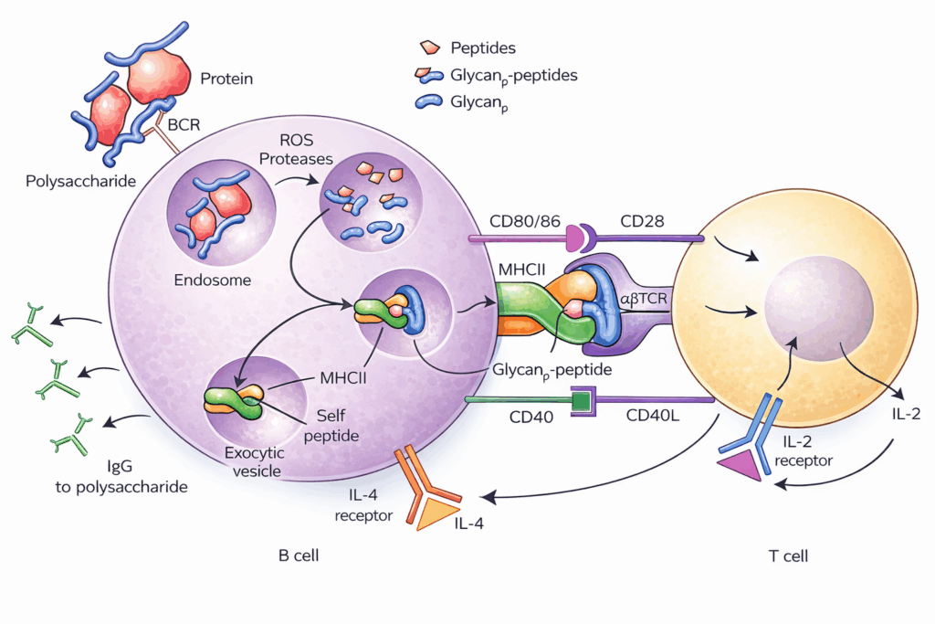 Scientific diagram showing interaction between a B cell and a T cell during antigen processing and presentation. A polysaccharide–protein complex binds to the B cell receptor (BCR), is internalized into an endosome, and broken down into peptides and glycan–peptide fragments by ROS and proteases. These fragments are loaded onto MHCII molecules and displayed on the B cell surface. The B cell presents glycan–peptide complexes to the T cell receptor (αβTCR), with co-stimulatory interactions (CD80/86–CD28 and CD40–CD40L). Cytokine signaling is shown with IL-4 acting on the B cell and IL-2 acting on the T cell. The diagram also shows IgG antibodies targeting polysaccharides.
