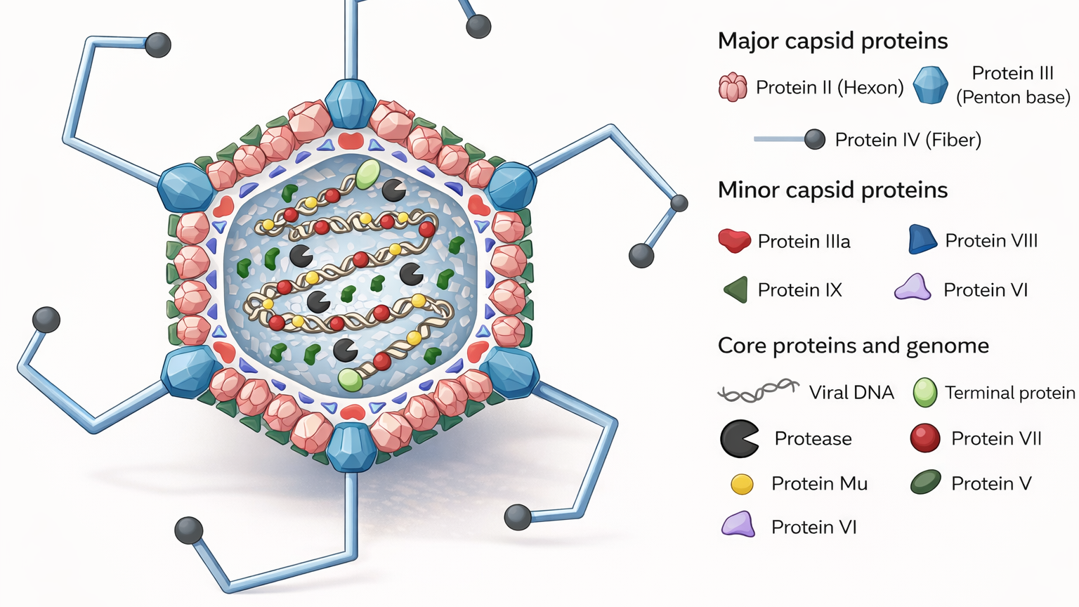 Modernized 2D scientific illustration of an adenovirus particle with updated geometric styling and refined color palette. The central spherical capsid is shown in cross-section, featuring faceted hexon proteins, penton bases, and fiber projections extending outward in a stylized angular form. Inside, coiled viral DNA and core proteins are depicted with clean, color-coded shapes. On the right, a structured legend labels major capsid proteins, minor capsid proteins, and core components, using matching icons and colors. The overall design is crisp, minimal, and contemporary, with improved visual clarity and subtle shading for depth.