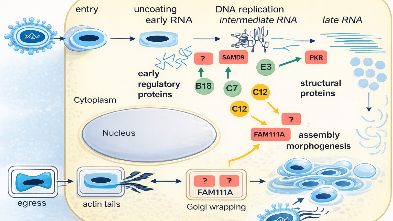 Scientific diagram of the Modified Vaccinia Ankara (MVA) virus replication cycle inside a host cell, showing stages of entry, uncoating, early RNA expression, DNA replication, intermediate and late RNA production, structural protein formation, assembly morphogenesis, Golgi wrapping, actin tail formation, and viral egress, with labeled regulatory proteins (B18, C7, C12, C16, E3, SAMD9, PKR, FAM111A) and clear directional arrows illustrating the full intracellular process.