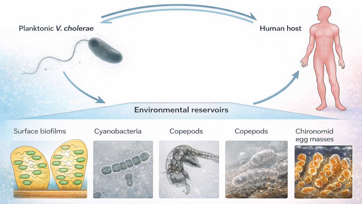 Modernized scientific infographic illustrating the transmission cycle of Vibrio cholerae between planktonic aquatic environments and the human host, highlighting environmental reservoirs including surface biofilms, cyanobacteria, copepods, and chironomid egg masses, with clear directional arrows and clean professional labeling.