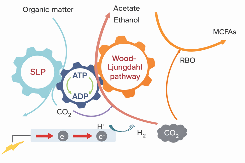 The Wood–Ljungdahl pathway graphic