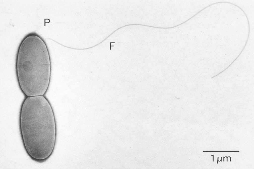 Grayscale electron micrograph of two elongated bacterial cells connected end-to-end, with a long flagellum extending outward; labeled ‘P’ (pole) and ‘F’ (flagellum), with a 1 µm scale bar.