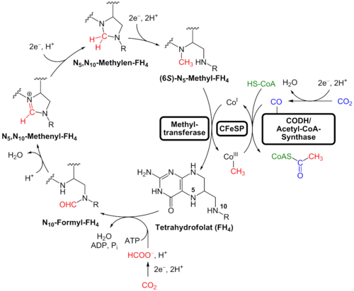 The reductive acetyl-CoA pathway graphic with chemistry symbols, Elise Biopharma graphic